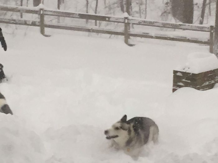 72 Pics That Perfectly Capture How Insane #Blizzard2016 Is 72 Pics That Perfectly Capture How Insane #Blizzard2016 Is