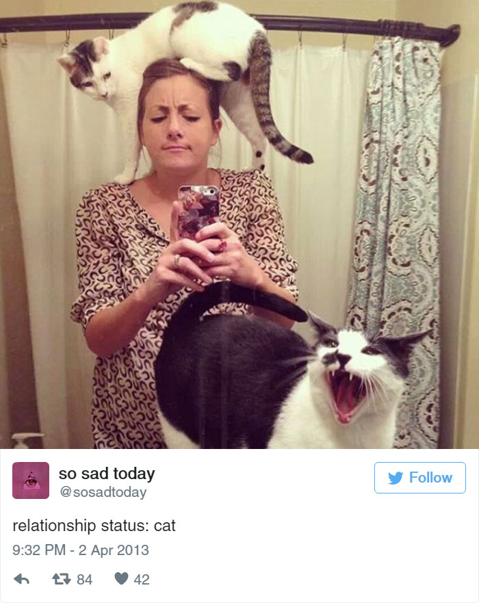 33 Funny Tweets About Cats