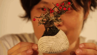 Floating Bonsai Trees Are Now A Reality Floating Bonsai Trees Are Now A Reality