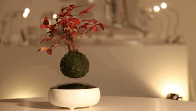 Floating Bonsai Trees Are Now A Reality Floating Bonsai Trees Are Now A Reality