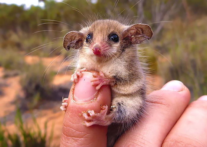 36 Awesome Possums And Opossums