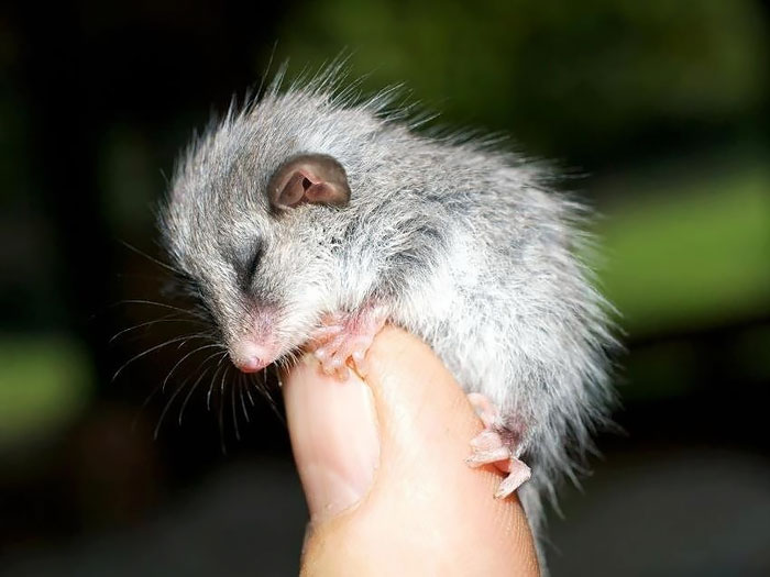 36 Awesome Possums And Opossums