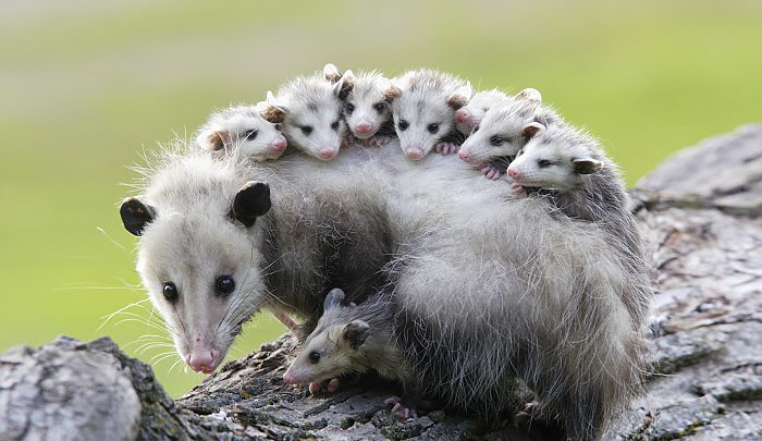 36 Awesome Possums And Opossums