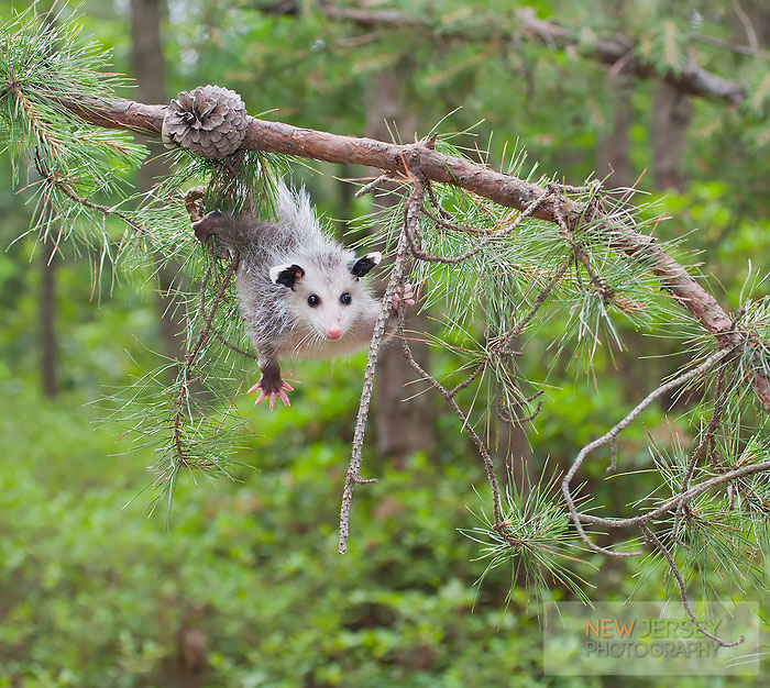 36 Awesome Possums And Opossums