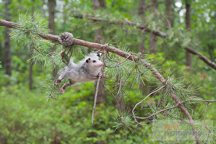 36 Awesome Possums And Opossums