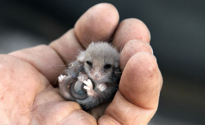 36 Awesome Possums And Opossums