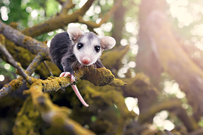 36 Awesome Possums And Opossums