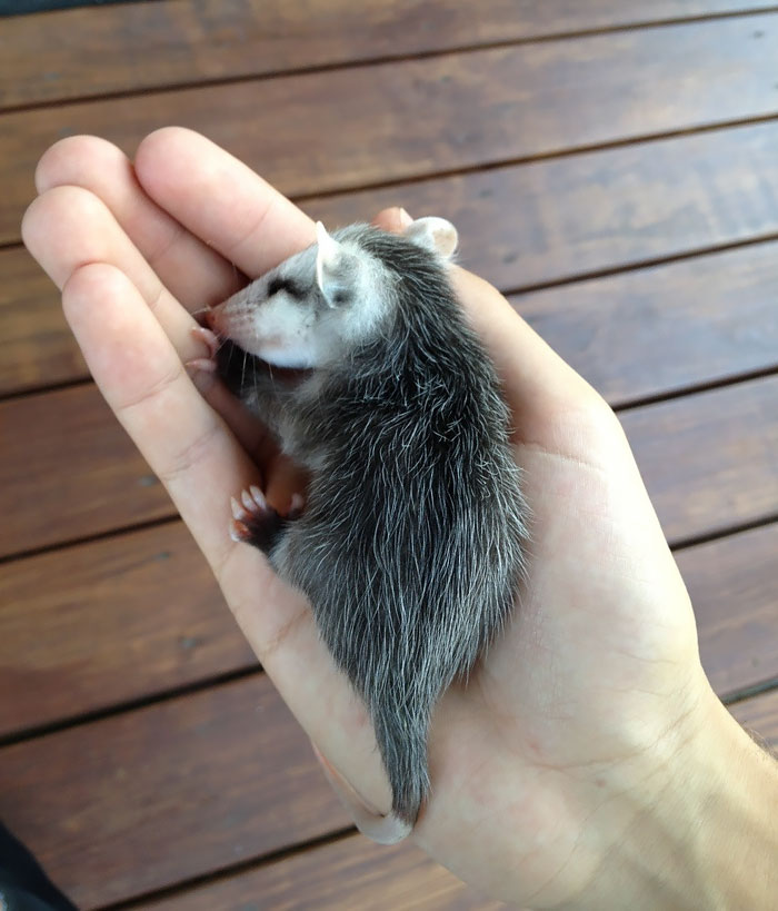36 Awesome Possums And Opossums