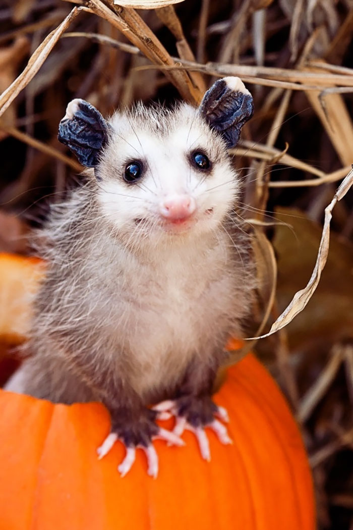 36 Awesome Possums And Opossums