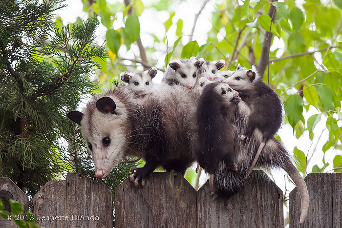 36 Awesome Possums And Opossums