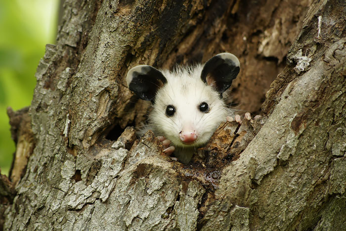 36 Awesome Possums And Opossums
