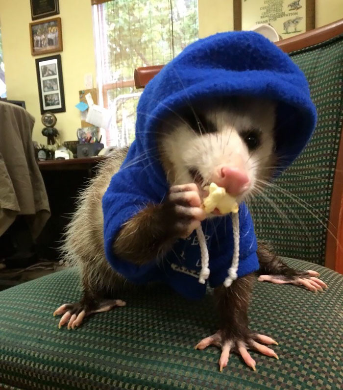 36 Awesome Possums And Opossums