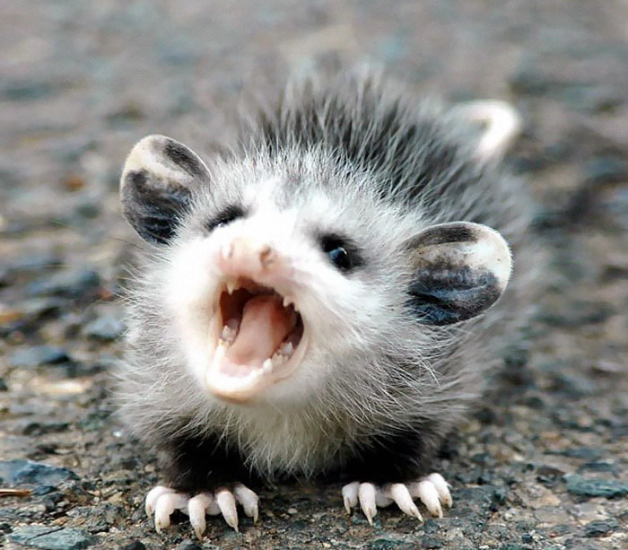 36 Awesome Possums And Opossums