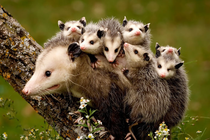 36 Awesome Possums And Opossums