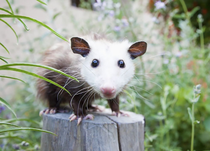 36 Awesome Possums And Opossums