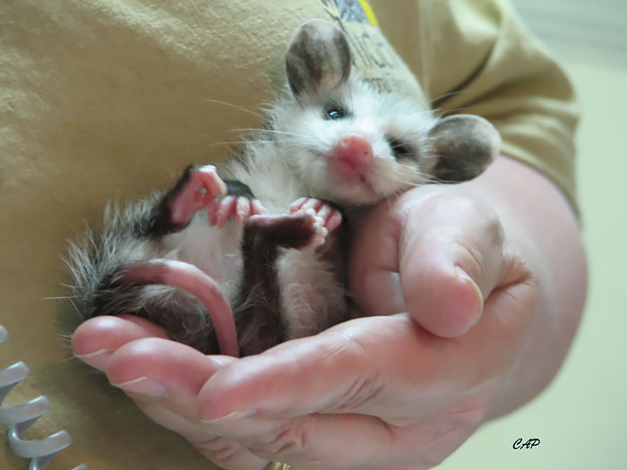 36 Awesome Possums And Opossums