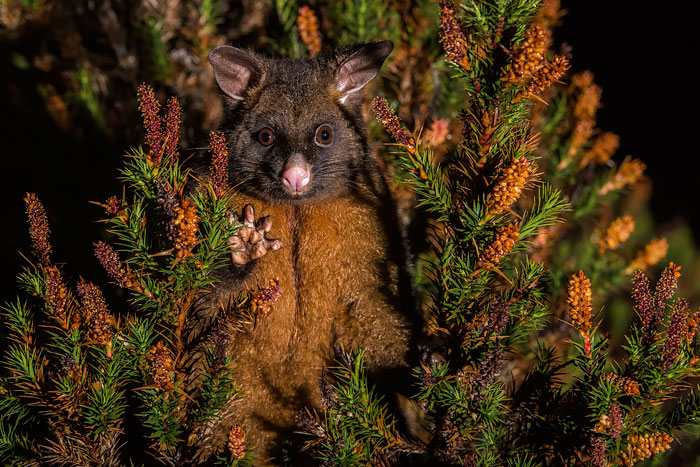 36 Awesome Possums And Opossums