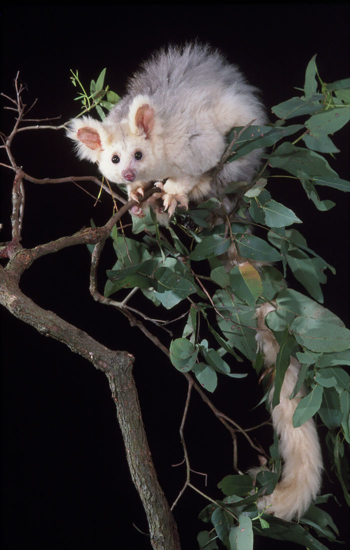 36 Awesome Possums And Opossums