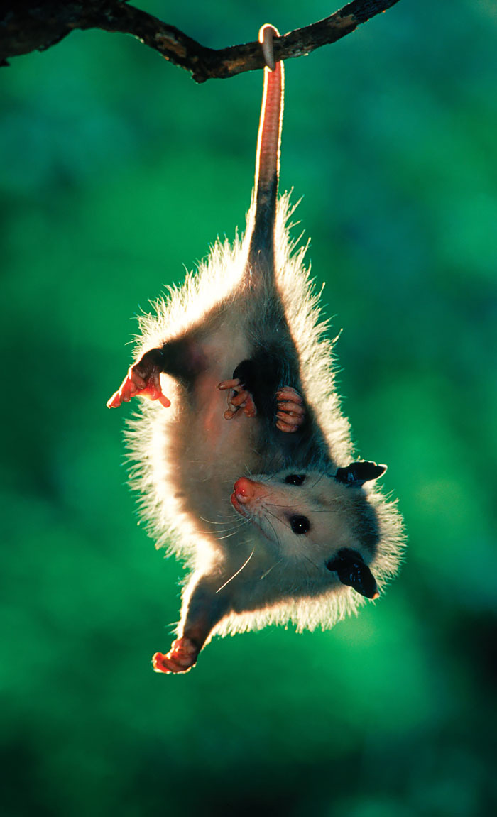 36 Awesome Possums And Opossums
