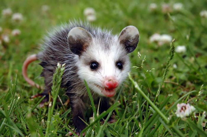 36 Awesome Possums And Opossums
