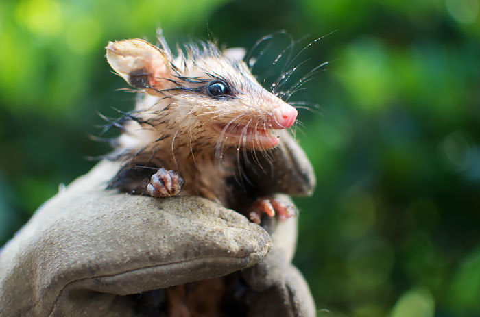 36 Awesome Possums And Opossums