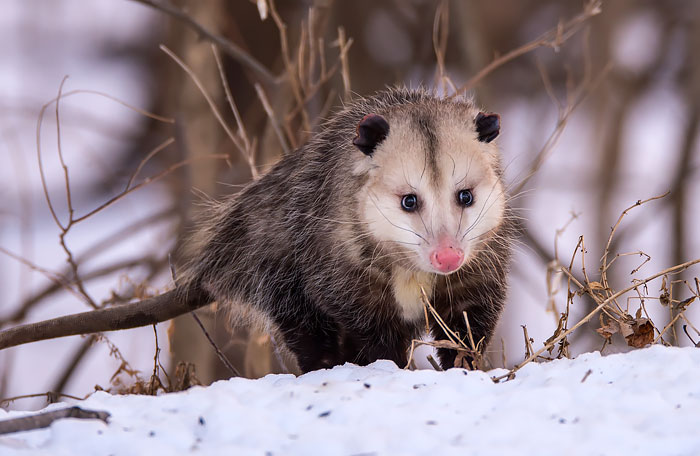 36 Awesome Possums And Opossums