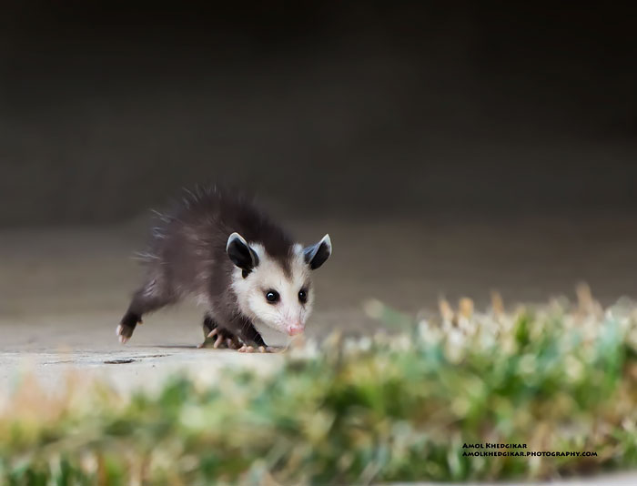 36 Awesome Possums And Opossums