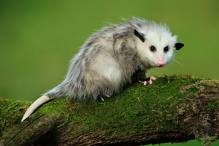 36 Awesome Possums And Opossums