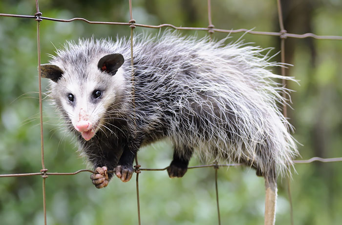 36 Awesome Possums And Opossums