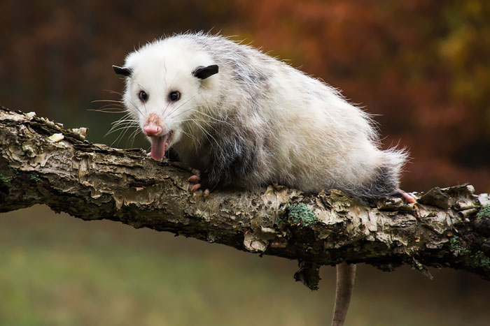 36 Awesome Possums And Opossums