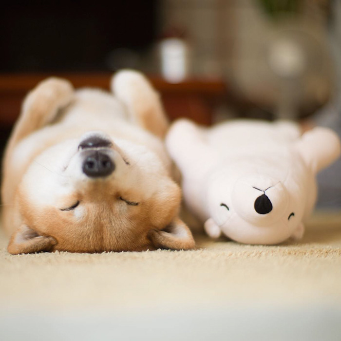 Shiba Inu Keeps Falling Asleep In Same Position As His Favorite Plush Toy Shiba Inu Keeps Falling Asleep In Same Position As His Favorite Plush Toy