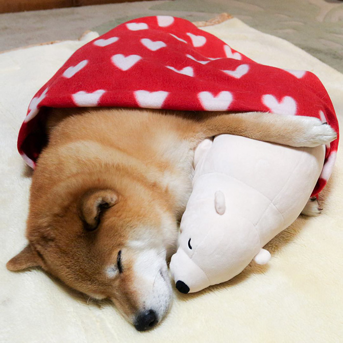 Shiba Inu Keeps Falling Asleep In Same Position As His Favorite Plush Toy Shiba Inu Keeps Falling Asleep In Same Position As His Favorite Plush Toy