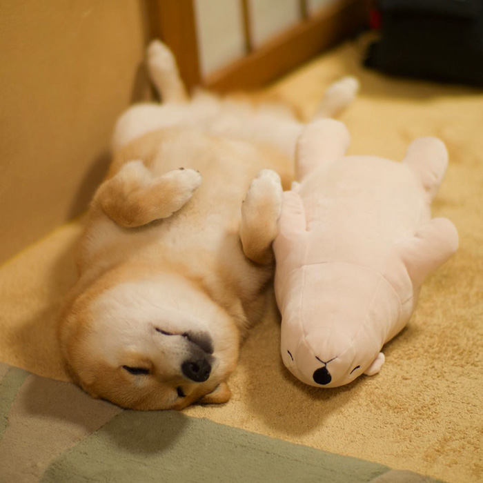Shiba Inu Keeps Falling Asleep In Same Position As His Favorite Plush Toy Shiba Inu Keeps Falling Asleep In Same Position As His Favorite Plush Toy