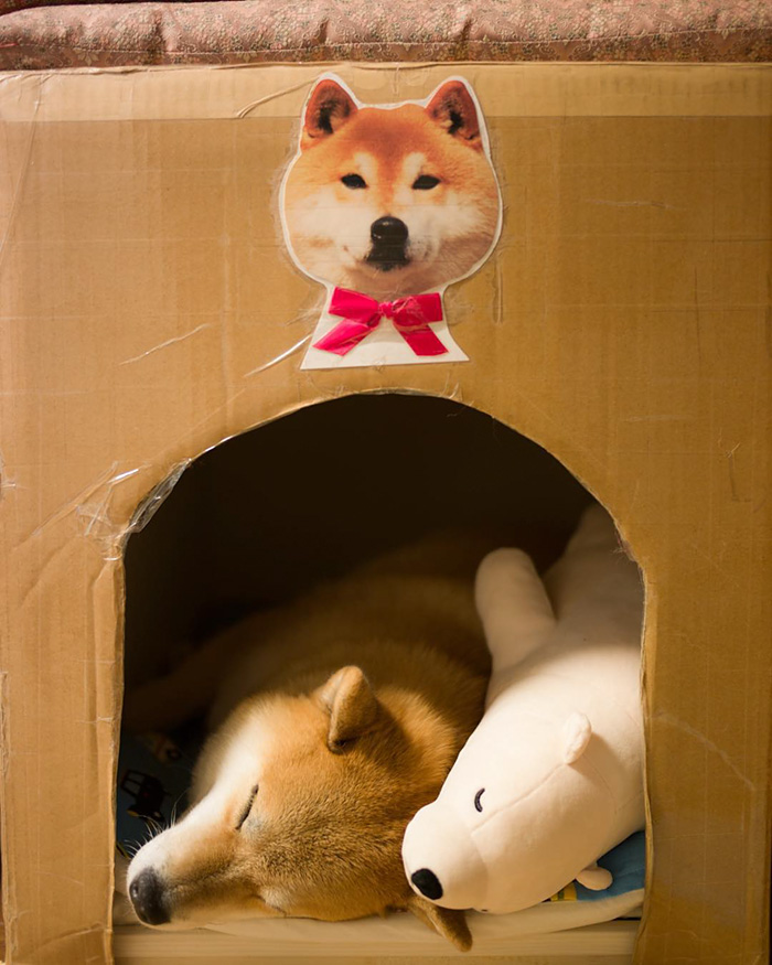 Shiba Inu Keeps Falling Asleep In Same Position As His Favorite Plush Toy Shiba Inu Keeps Falling Asleep In Same Position As His Favorite Plush Toy
