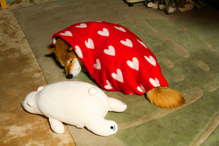 Shiba Inu Keeps Falling Asleep In Same Position As His Favorite Plush Toy Shiba Inu Keeps Falling Asleep In Same Position As His Favorite Plush Toy