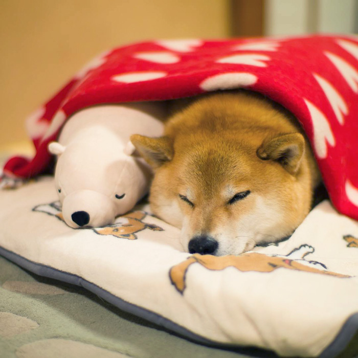 Shiba Inu Keeps Falling Asleep In Same Position As His Favorite Plush Toy Shiba Inu Keeps Falling Asleep In Same Position As His Favorite Plush Toy