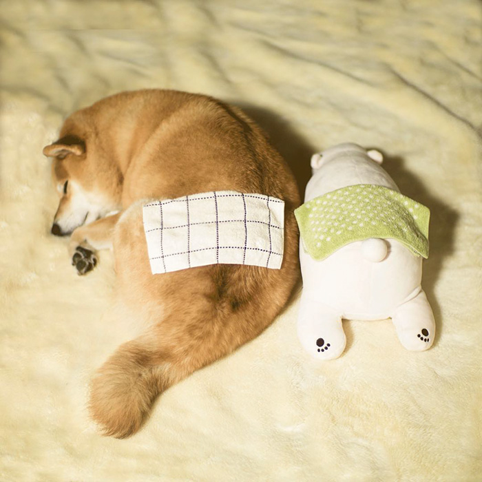Shiba Inu Keeps Falling Asleep In Same Position As His Favorite Plush Toy Shiba Inu Keeps Falling Asleep In Same Position As His Favorite Plush Toy