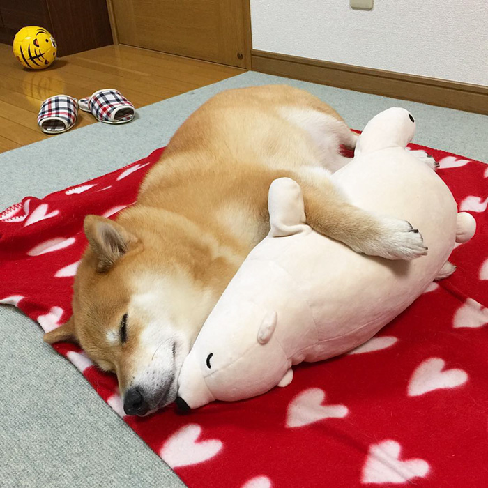Shiba Inu Keeps Falling Asleep In Same Position As His Favorite Plush Toy Shiba Inu Keeps Falling Asleep In Same Position As His Favorite Plush Toy