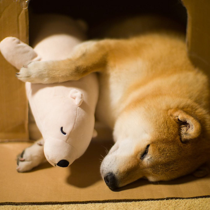 Shiba Inu Keeps Falling Asleep In Same Position As His Favorite Plush Toy Shiba Inu Keeps Falling Asleep In Same Position As His Favorite Plush Toy