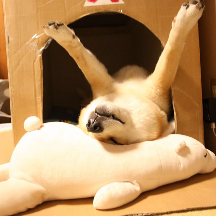 Shiba Inu Keeps Falling Asleep In Same Position As His Favorite Plush Toy Shiba Inu Keeps Falling Asleep In Same Position As His Favorite Plush Toy