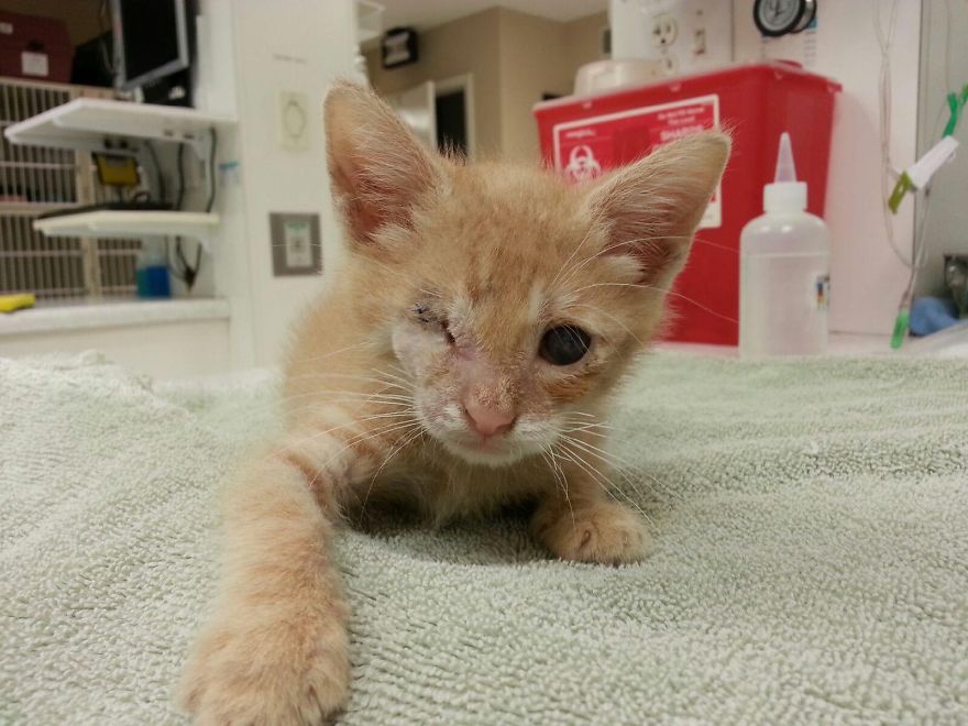 We Saved A One-Eyed Cat, And He Saved Us Right Back! We Saved A One-Eyed Cat, And He Saved Us Right Back!