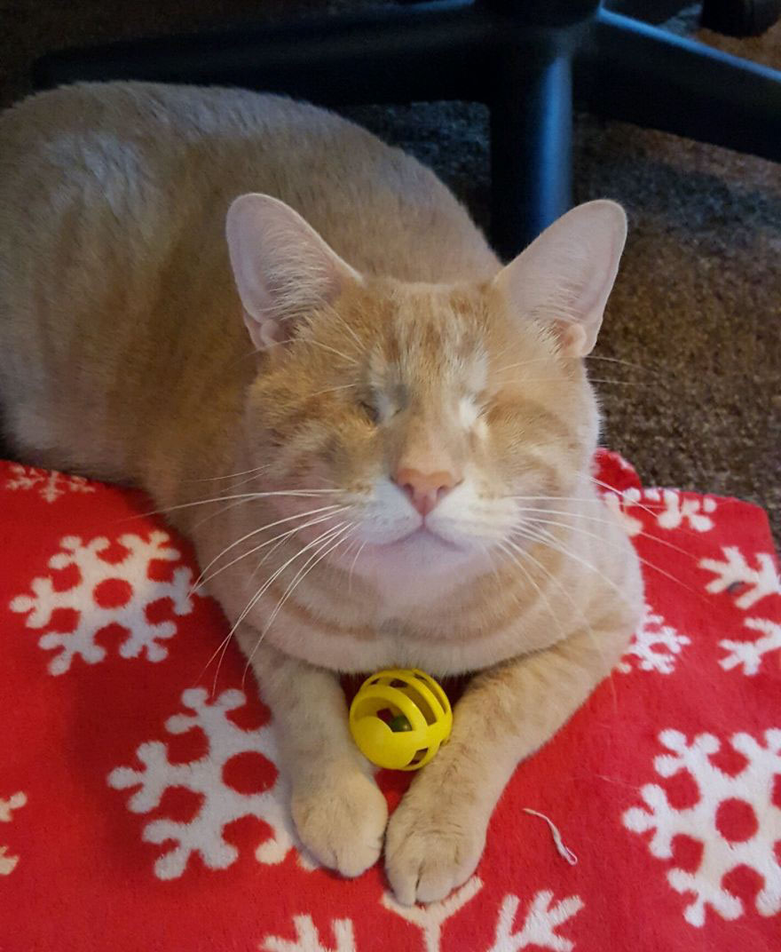 We Saved A One-Eyed Cat, And He Saved Us Right Back! We Saved A One-Eyed Cat, And He Saved Us Right Back!