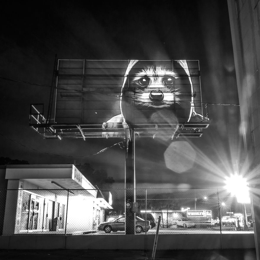 Stylish Hipster Animals Take Over The Buildings Of Orlando Stylish Hipster Animals Take Over The Buildings Of Orlando