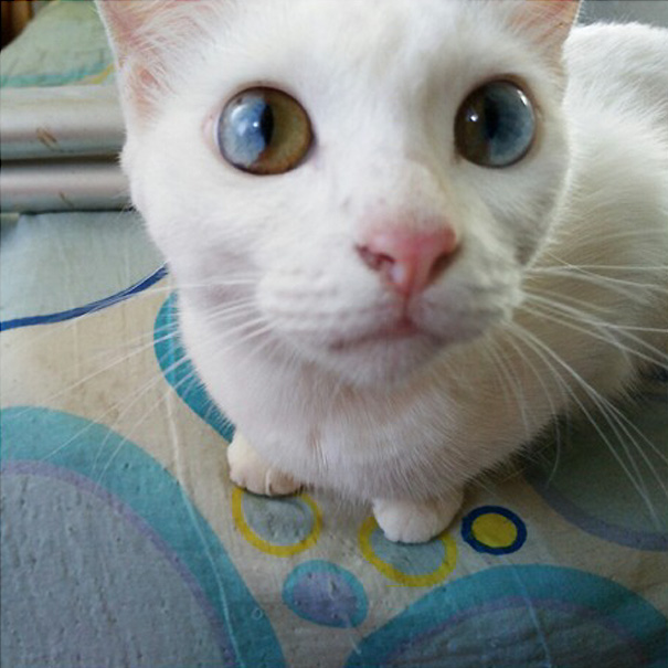 This Cat’s Eyes Have A Whole Universe Inside This Cat’s Eyes Have A Whole Universe Inside
