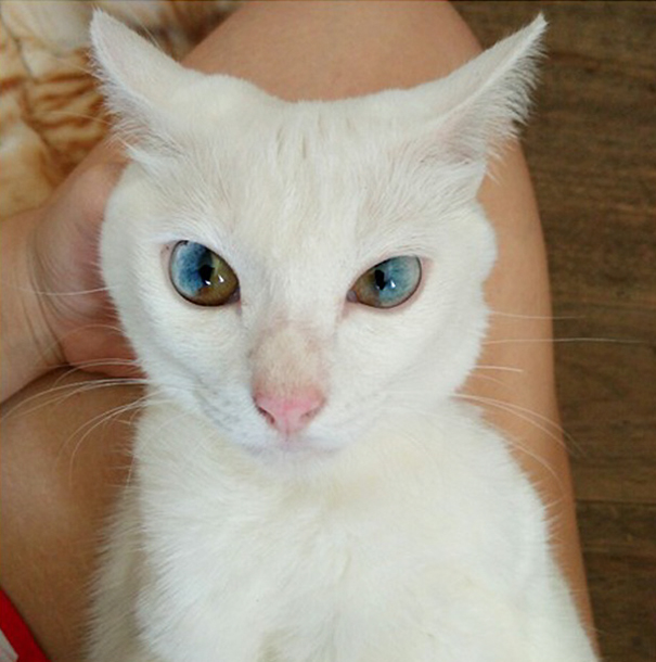 This Cat’s Eyes Have A Whole Universe Inside This Cat’s Eyes Have A Whole Universe Inside