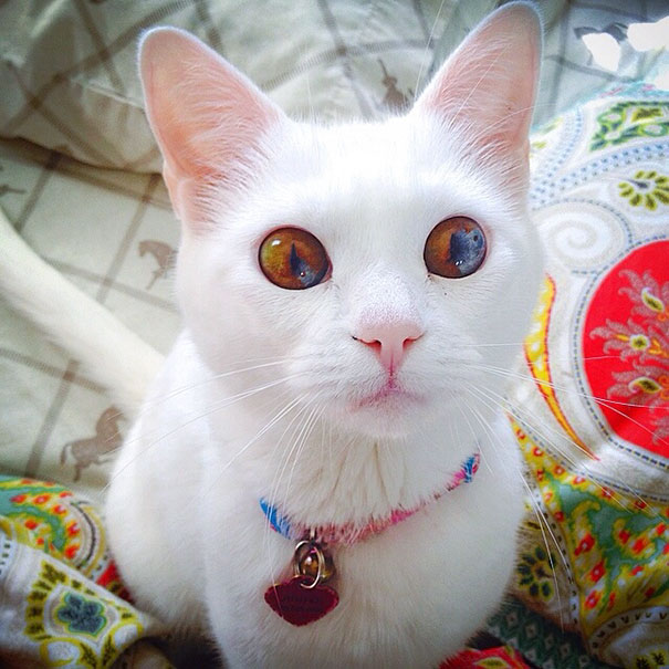 This Cat’s Eyes Have A Whole Universe Inside This Cat’s Eyes Have A Whole Universe Inside