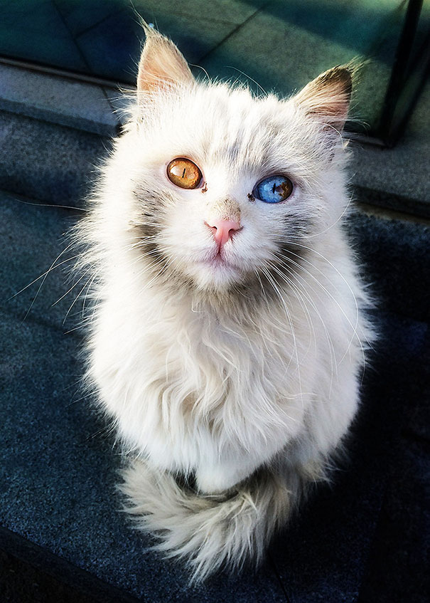 This Cat’s Eyes Have A Whole Universe Inside This Cat’s Eyes Have A Whole Universe Inside