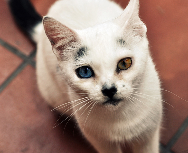 This Cat’s Eyes Have A Whole Universe Inside This Cat’s Eyes Have A Whole Universe Inside