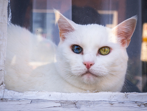 This Cat’s Eyes Have A Whole Universe Inside This Cat’s Eyes Have A Whole Universe Inside
