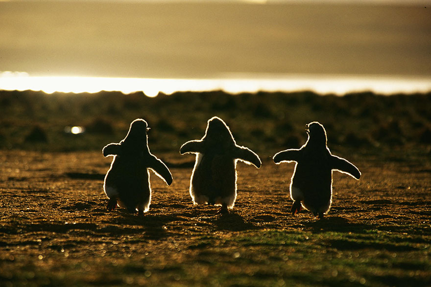 20 Beautiful Pics To Celebrate Penguin  Awareness Day